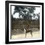 Greyhound, Palma (Island of Majorca, Balearics, Spain), Circa 1895-Leon, Levy et Fils-Framed Photographic Print