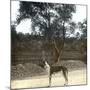 Greyhound, Palma (Island of Majorca, Balearics, Spain), Circa 1895-Leon, Levy et Fils-Mounted Photographic Print