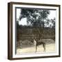 Greyhound, Palma (Island of Majorca, Balearics, Spain), Circa 1895-Leon, Levy et Fils-Framed Photographic Print