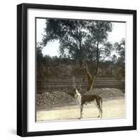 Greyhound, Palma (Island of Majorca, Balearics, Spain), Circa 1895-Leon, Levy et Fils-Framed Photographic Print