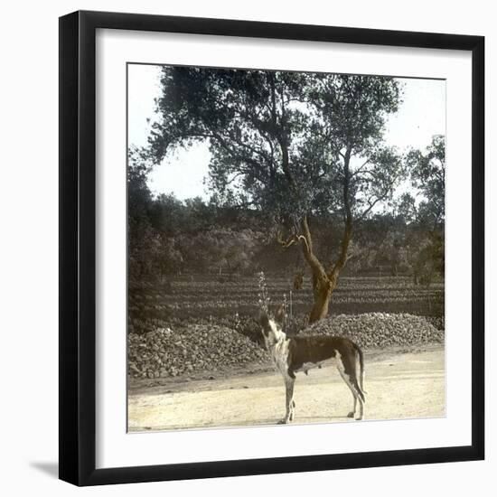 Greyhound, Palma (Island of Majorca, Balearics, Spain), Circa 1895-Leon, Levy et Fils-Framed Photographic Print