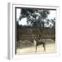 Greyhound, Palma (Island of Majorca, Balearics, Spain), Circa 1895-Leon, Levy et Fils-Framed Photographic Print