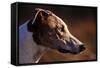 Greyhound Portrait-Adriano Bacchella-Framed Stretched Canvas