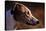 Greyhound Portrait-Adriano Bacchella-Stretched Canvas