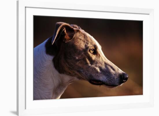 Greyhound Portrait-Adriano Bacchella-Framed Photographic Print