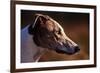 Greyhound Portrait-Adriano Bacchella-Framed Photographic Print