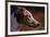 Greyhound Portrait-Adriano Bacchella-Framed Photographic Print