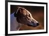 Greyhound Portrait-Adriano Bacchella-Framed Photographic Print