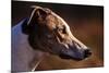 Greyhound Portrait-Adriano Bacchella-Mounted Photographic Print