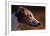 Greyhound Portrait-Adriano Bacchella-Framed Photographic Print