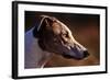 Greyhound Portrait-Adriano Bacchella-Framed Photographic Print