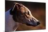 Greyhound Portrait-Adriano Bacchella-Mounted Photographic Print