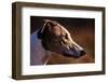 Greyhound Portrait-Adriano Bacchella-Framed Photographic Print