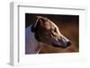 Greyhound Portrait-Adriano Bacchella-Framed Photographic Print