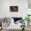 Greyhound Portrait-Adriano Bacchella-Framed Stretched Canvas displayed on a wall