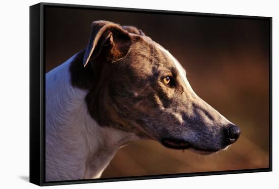 Greyhound Portrait-Adriano Bacchella-Framed Stretched Canvas