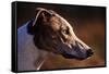 Greyhound Portrait-Adriano Bacchella-Framed Stretched Canvas