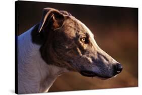 Greyhound Portrait-Adriano Bacchella-Stretched Canvas