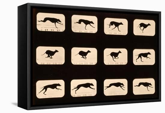 Greyhound, Running 'Animal Locomotion' Series, C.1881-Eadweard Muybridge-Framed Stretched Canvas
