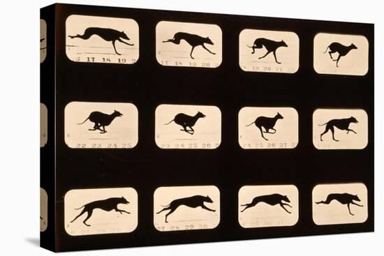 Greyhound, Running 'Animal Locomotion' Series, C.1881-Eadweard Muybridge-Stretched Canvas