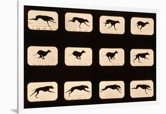 Greyhound, Running 'Animal Locomotion' Series, C.1881-Eadweard Muybridge-Framed Giclee Print