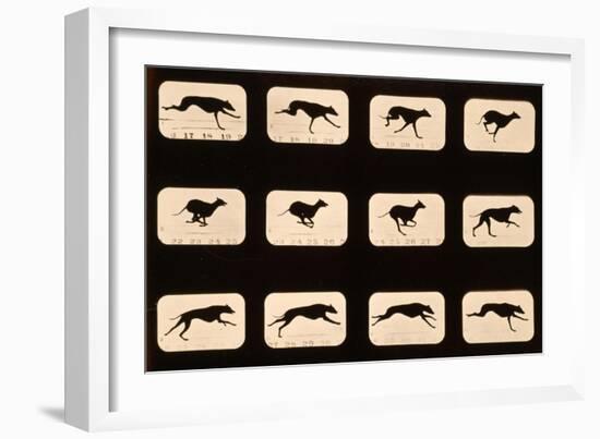 Greyhound, Running 'Animal Locomotion' Series, C.1881-Eadweard Muybridge-Framed Premium Giclee Print