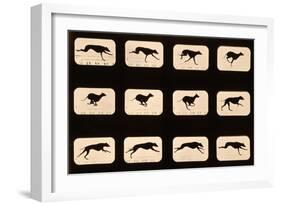 Greyhound, Running 'Animal Locomotion' Series, C.1881-Eadweard Muybridge-Framed Premium Giclee Print