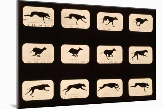 Greyhound, Running 'Animal Locomotion' Series, C.1881-Eadweard Muybridge-Mounted Premium Giclee Print