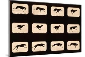 Greyhound, Running 'Animal Locomotion' Series, C.1881-Eadweard Muybridge-Mounted Premium Giclee Print