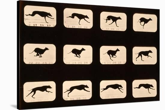 Greyhound, Running 'Animal Locomotion' Series, C.1881-Eadweard Muybridge-Stretched Canvas