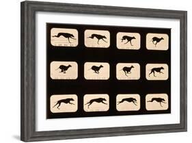 Greyhound, Running 'Animal Locomotion' Series, C.1881-Eadweard Muybridge-Framed Giclee Print