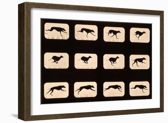 Greyhound, Running 'Animal Locomotion' Series, C.1881-Eadweard Muybridge-Framed Giclee Print