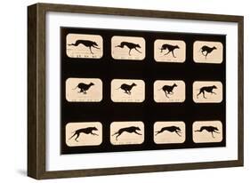 Greyhound, Running 'Animal Locomotion' Series, C.1881-Eadweard Muybridge-Framed Giclee Print