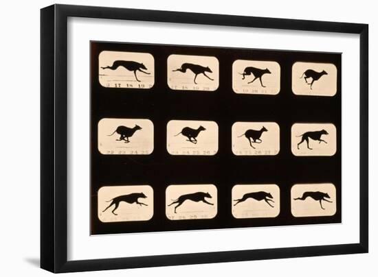 Greyhound, Running 'Animal Locomotion' Series, C.1881-Eadweard Muybridge-Framed Giclee Print