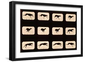 Greyhound, Running 'Animal Locomotion' Series, C.1881-Eadweard Muybridge-Framed Giclee Print