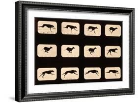 Greyhound, Running 'Animal Locomotion' Series, C.1881-Eadweard Muybridge-Framed Giclee Print