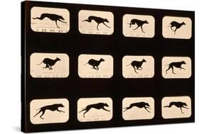 Greyhound, Running 'Animal Locomotion' Series, C.1881-Eadweard Muybridge-Stretched Canvas