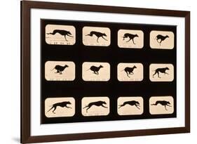 Greyhound, Running 'Animal Locomotion' Series, C.1881-Eadweard Muybridge-Framed Giclee Print