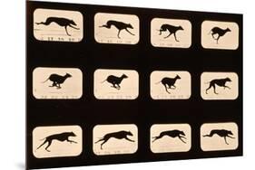 Greyhound, Running 'Animal Locomotion' Series, C.1881-Eadweard Muybridge-Mounted Giclee Print