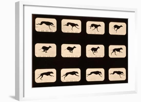 Greyhound, Running 'Animal Locomotion' Series, C.1881-Eadweard Muybridge-Framed Giclee Print