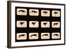 Greyhound, Running 'Animal Locomotion' Series, C.1881-Eadweard Muybridge-Framed Giclee Print