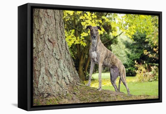 Greyhound Standing on Tree Root-null-Framed Stretched Canvas