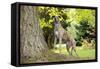 Greyhound Standing on Tree Root-null-Framed Stretched Canvas