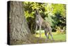 Greyhound Standing on Tree Root-null-Stretched Canvas