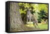 Greyhound Standing on Tree Root-null-Framed Stretched Canvas