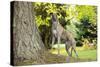Greyhound Standing on Tree Root-null-Stretched Canvas