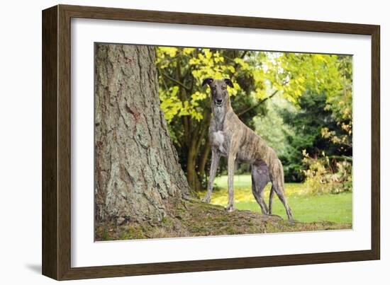 Greyhound Standing on Tree Root-null-Framed Photographic Print