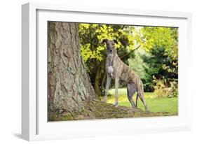 Greyhound Standing on Tree Root-null-Framed Photographic Print