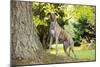 Greyhound Standing on Tree Root-null-Mounted Photographic Print