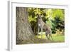 Greyhound Standing on Tree Root-null-Framed Photographic Print